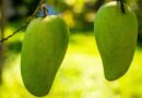 Mango Varieties Suitable for growing in Uttarakhand 