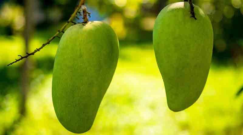 Mango Varieties Suitable for growing in Uttarakhand 