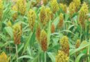 Sorghum Fodder Varieties Suitable for growing in Kharif in Uttarakhand (Plains and Hill)