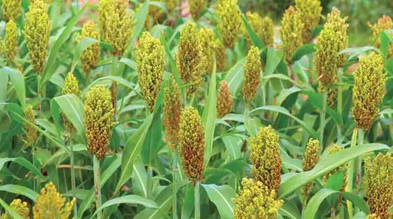 Sorghum Fodder Varieties Suitable for growing in Kharif in Uttarakhand (Plains and Hill)