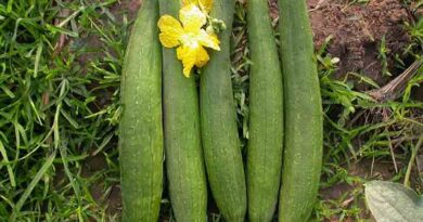 Sponge Gourd Varieties Suitable for growing in Kharif in Uttarakhand (Plains & Hills)