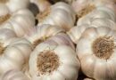 Wholesale price of garlic in Madhya Pradesh lowest in last three weeks