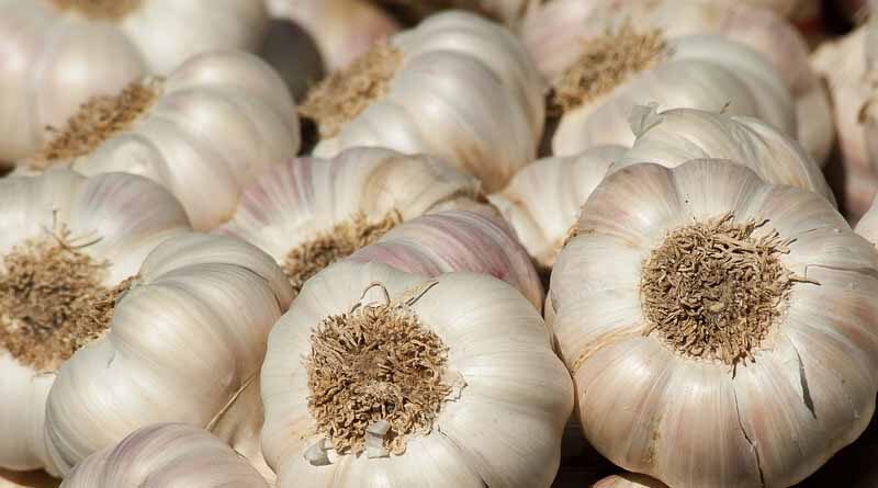 Wholesale price of garlic in Madhya Pradesh lowest in last three weeks