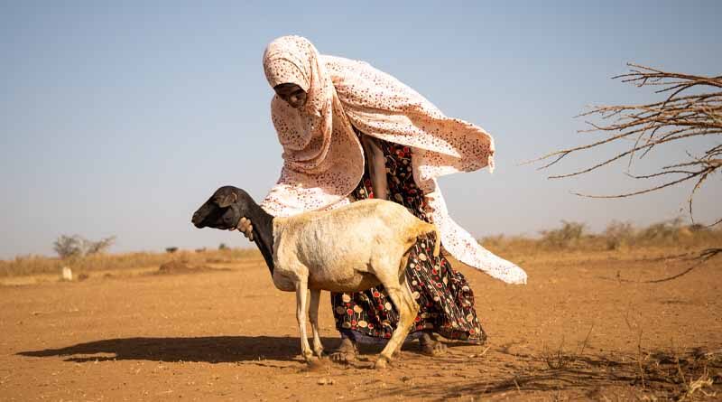 Food crisis tightens its grip on 19 ‘hunger hotspots’ as famine looms in the Horn of Africa – new report