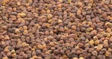 Cabinet approves disposal of Chana procured under Price Support Scheme