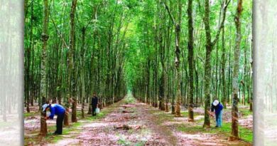 Vietnam: Enhancing the competitiveness of the rubber industry