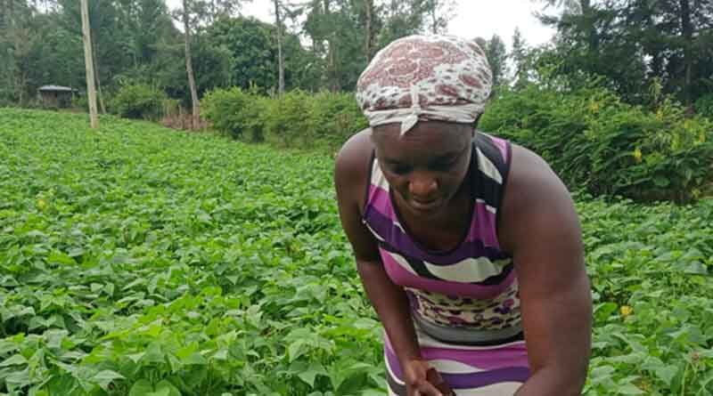 A Livelihood Success Story: Kenyan Farmer Coop Taps Iron Beans for Increased Incomes
