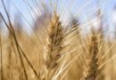 Addressing Inflation Requires Global Food Systems Transformation