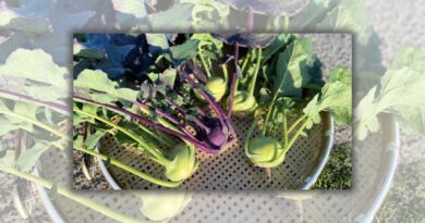 Humble heritage vegetable brings new wave of opportunity for growers