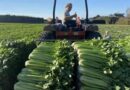 Fifth generation celery growing business stands the test of time