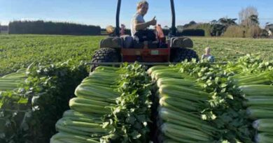 Fifth generation celery growing business stands the test of time