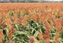 Summer sorghum window on the horizon for northern growers