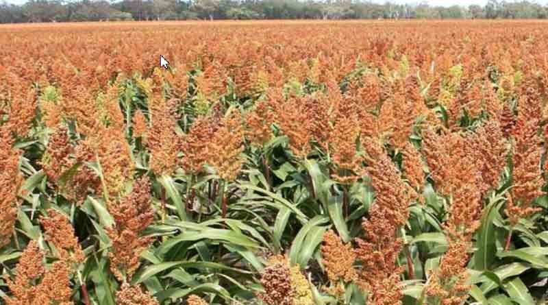 Summer sorghum window on the horizon for northern growers