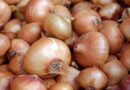 Reduction in sowing of onion due to poor experience of last two years of onion farmers