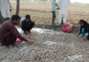 Boosting socio-economic gender equity for smallholder potato farmers in Pakistan