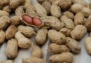In a first, ICRISAT uses X-ray to assess peanuts' quality