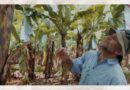 A new era in banana leaf disease control arrives with Routine®
