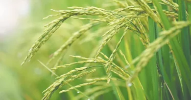 Chetki Dhan (Spring Rice) Paddy Varieties Suitable for growing in Uttarakhand in Kharif