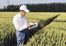 A Chinese Wheat Breeder's International Vision