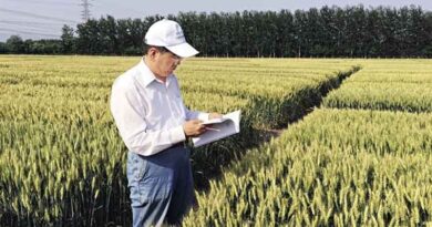 A Chinese Wheat Breeder's International Vision