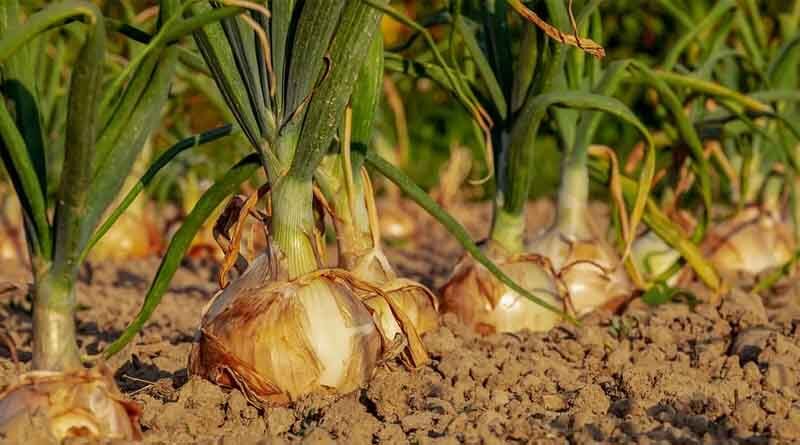 Maharashtra government requests central government to purchase additional 2 lakh tonnes of onion to support farmers