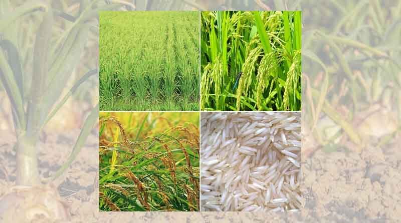 Pesticide's Use Did Not Affect Basmati Rice Export - Analysis by CCFI Shows
