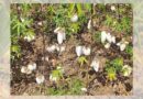 Success in the battle against the cotton seed crisis: First ever release of organic cotton varieties in India