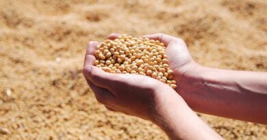 Arrival of soybean in Mandsour Mandi improves; average rate lower than last year but above MSP