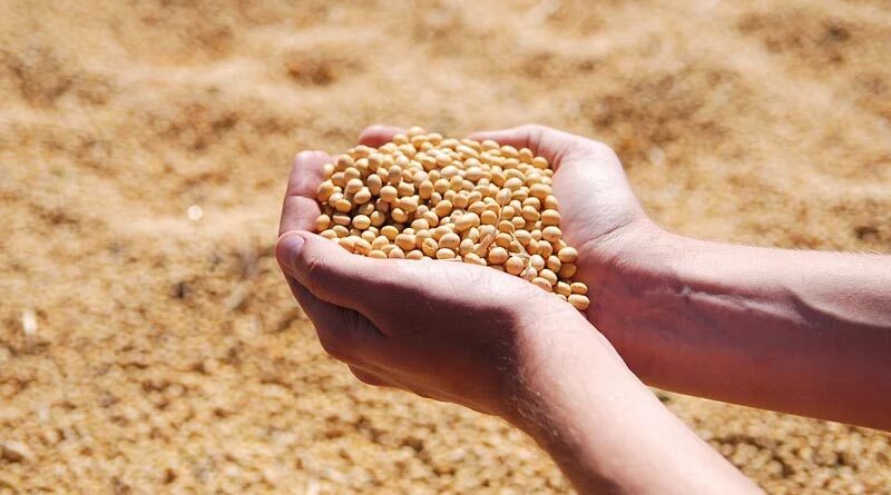 Arrival of soybean in Mandsour Mandi improves; average rate lower than last year but above MSP