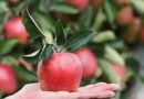 Kashmir Farmers wants government to ban import of apples from Iran