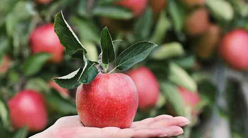 Kashmir Farmers wants government to ban import of apples from Iran