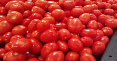 Pakistani farmers attacked consignment of tomatoes imported from Iran
