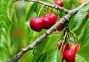 Cherry trees of Shimla drying, farmers approach university