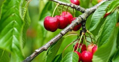 Cherry trees of Shimla drying, farmers approach university