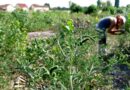 PhD student steps up fight against ragweed which is rated world’s fourth most serious invasive weed