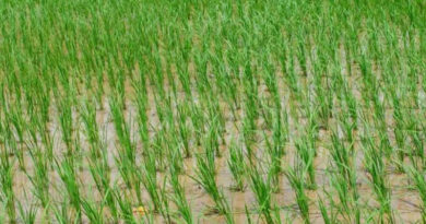 List of Notified Paddy Varieties for Bihar and Jharkhand