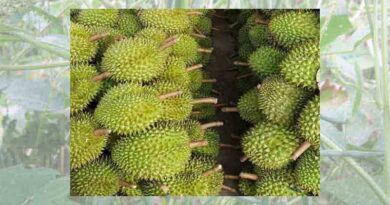 Chinese Customs highly appreciates Vietnamese durian growing area