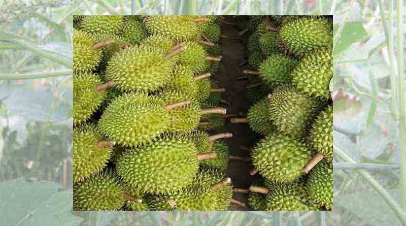 Chinese Customs highly appreciates Vietnamese durian growing area