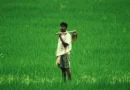 Farmers will get compensation for crop loss: Chief Minister