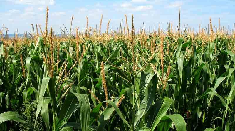 Maize Varieties Suitable for growing in Kharif in Uttarakhand (Plain area)