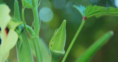 Okra Varieties Suitable for growing in Kharif in Uttarakhand 
