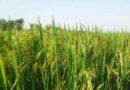 Climate change-ready rice varieties: Prominent stride toward food security and sustainability