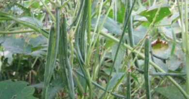 Rice Bean Varieties Suitable for growing in Kharif in Uttarakhand (Hill)