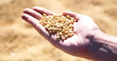 Soybean Varieties Suitable for growing in Kharif in Uttarakhand (For Hills)