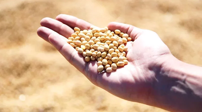 Soybean Varieties Suitable for growing in Kharif in Uttarakhand (For Hills)