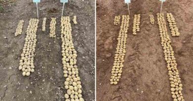 Heat stress hits potato yields