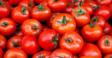Tomato Varieties Suitable for growing in Kharif in Uttarakhand (Plains and Hill)