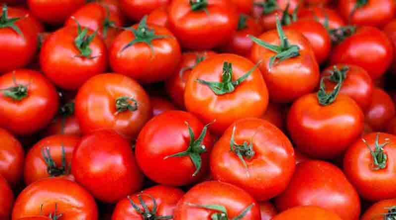 Tomato Varieties Suitable for growing in Kharif in Uttarakhand (Plains and Hill)