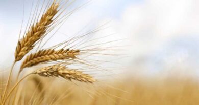 The future of wheat