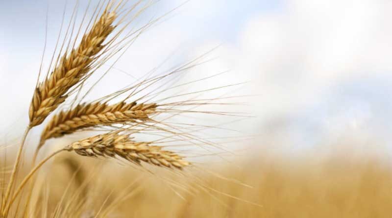 The future of wheat